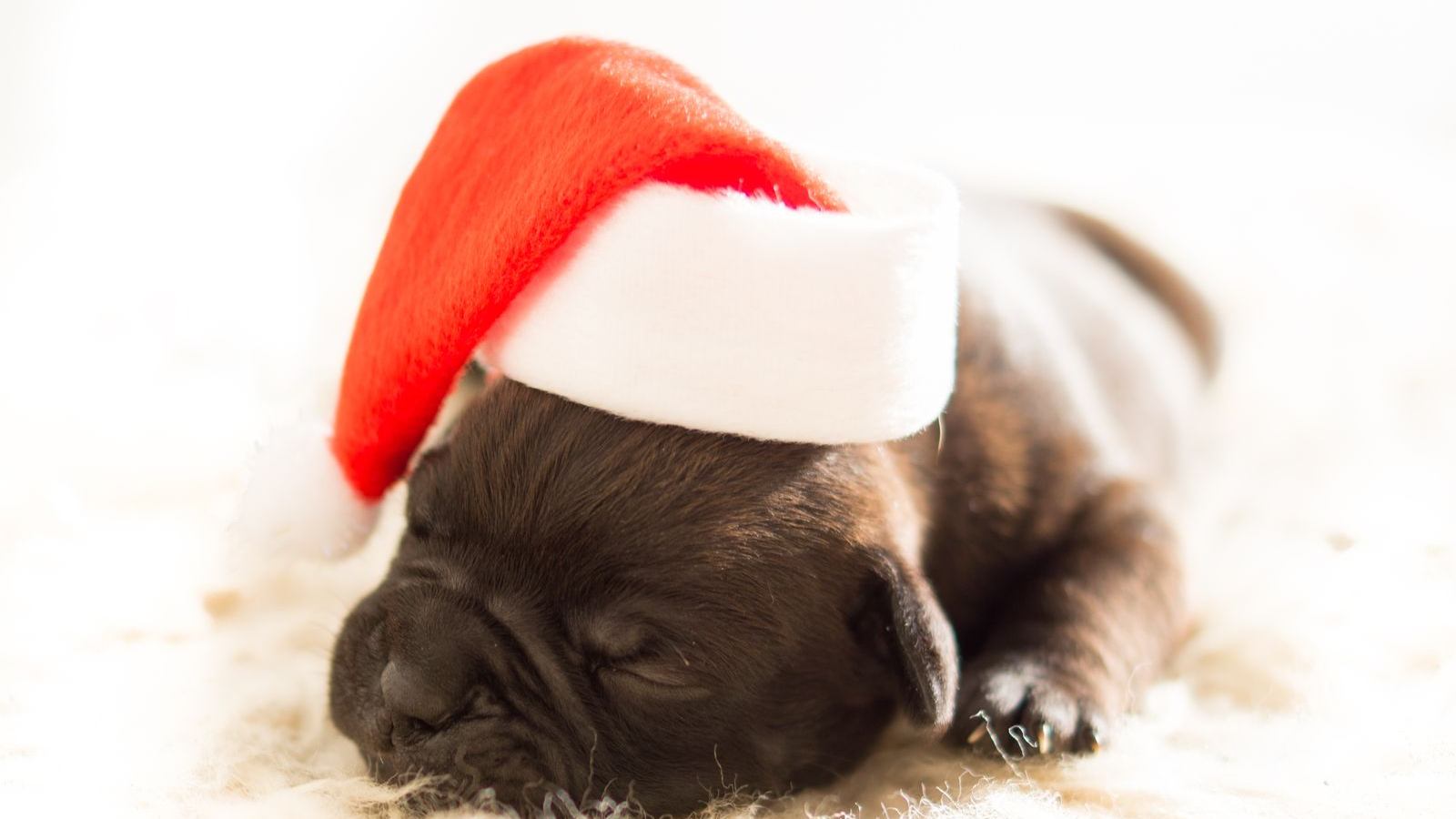 A sleeping puppy wearing a Santa hat