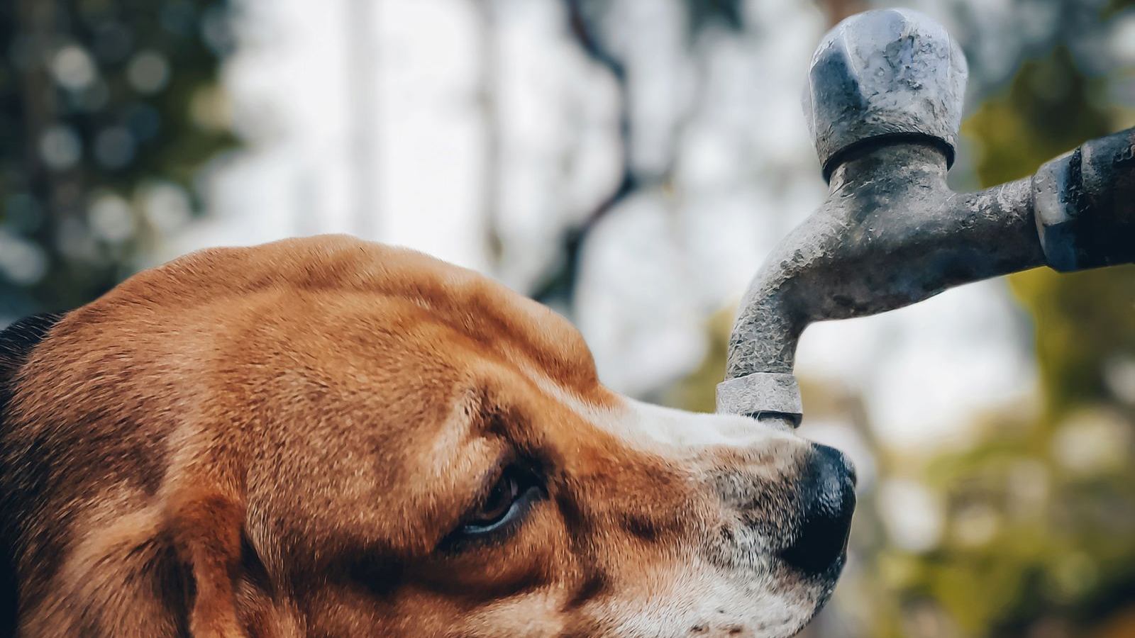 A beagle drinks from an outdoor water tap on a hot day