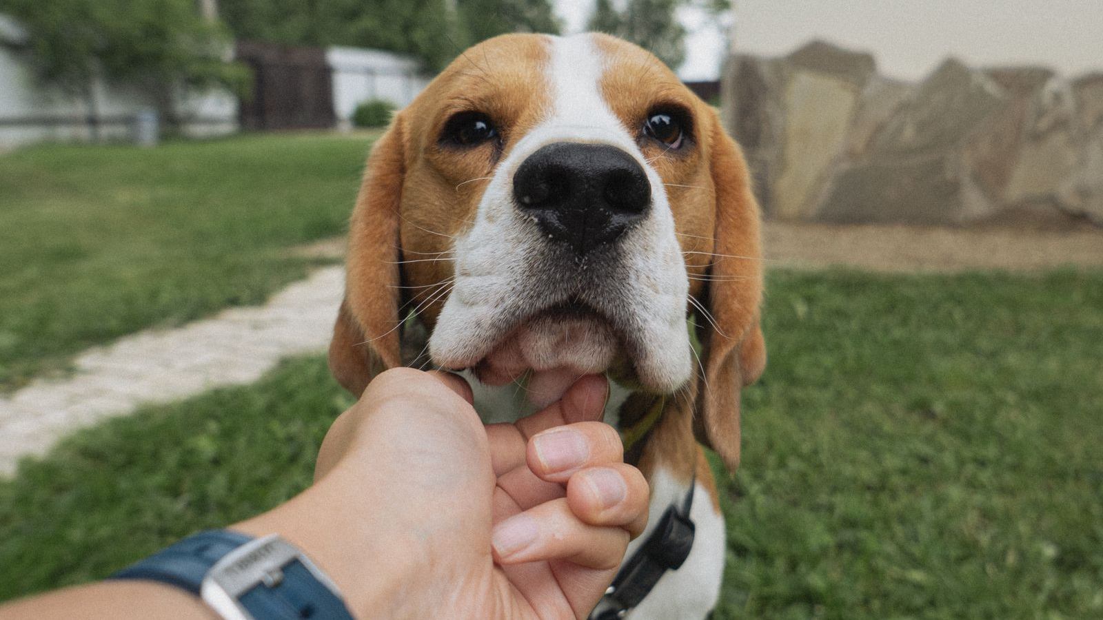 A beagle leans into a friendly hand outdoors