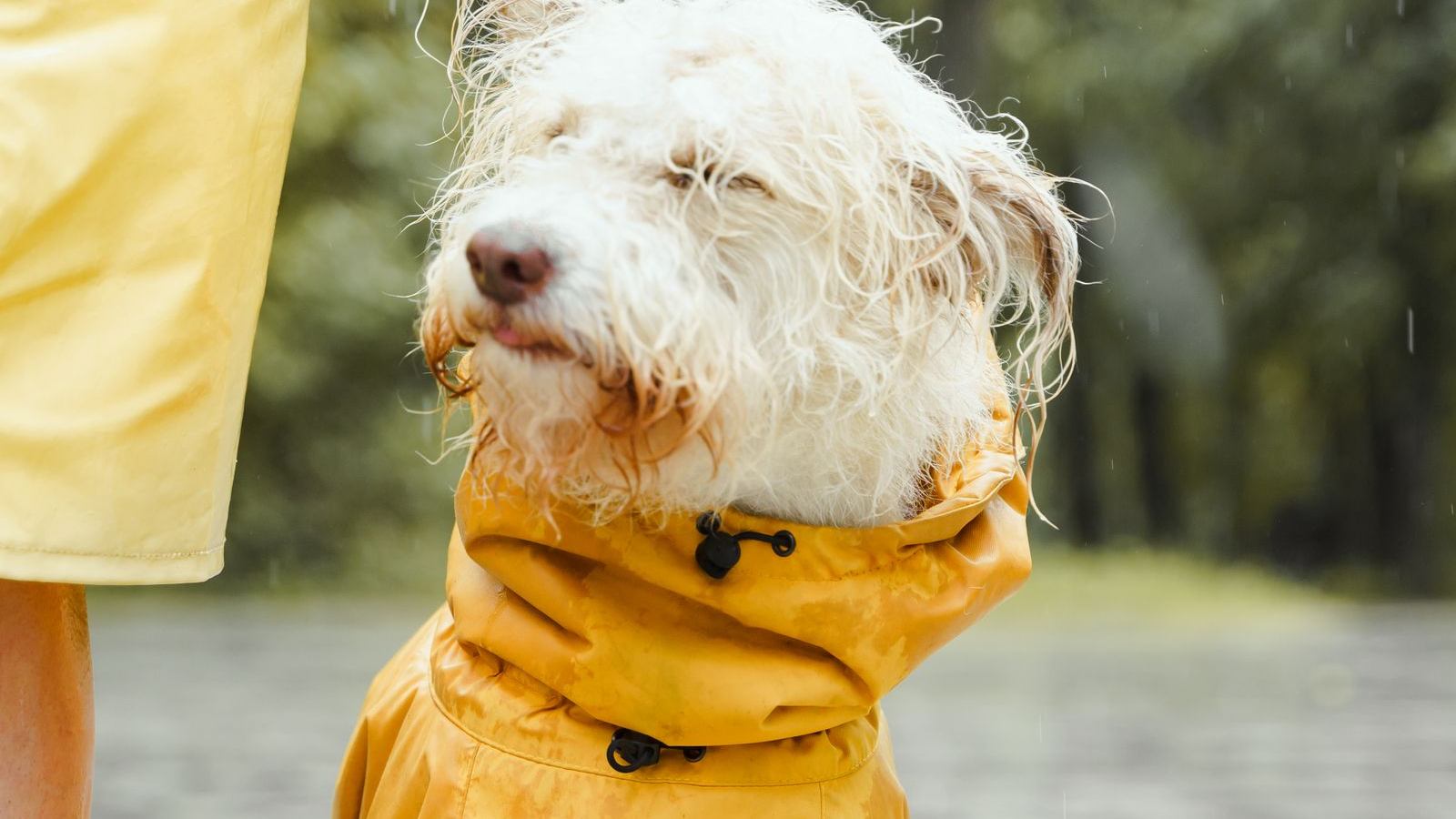 A wet dog in a yellow raincoat out in the rain