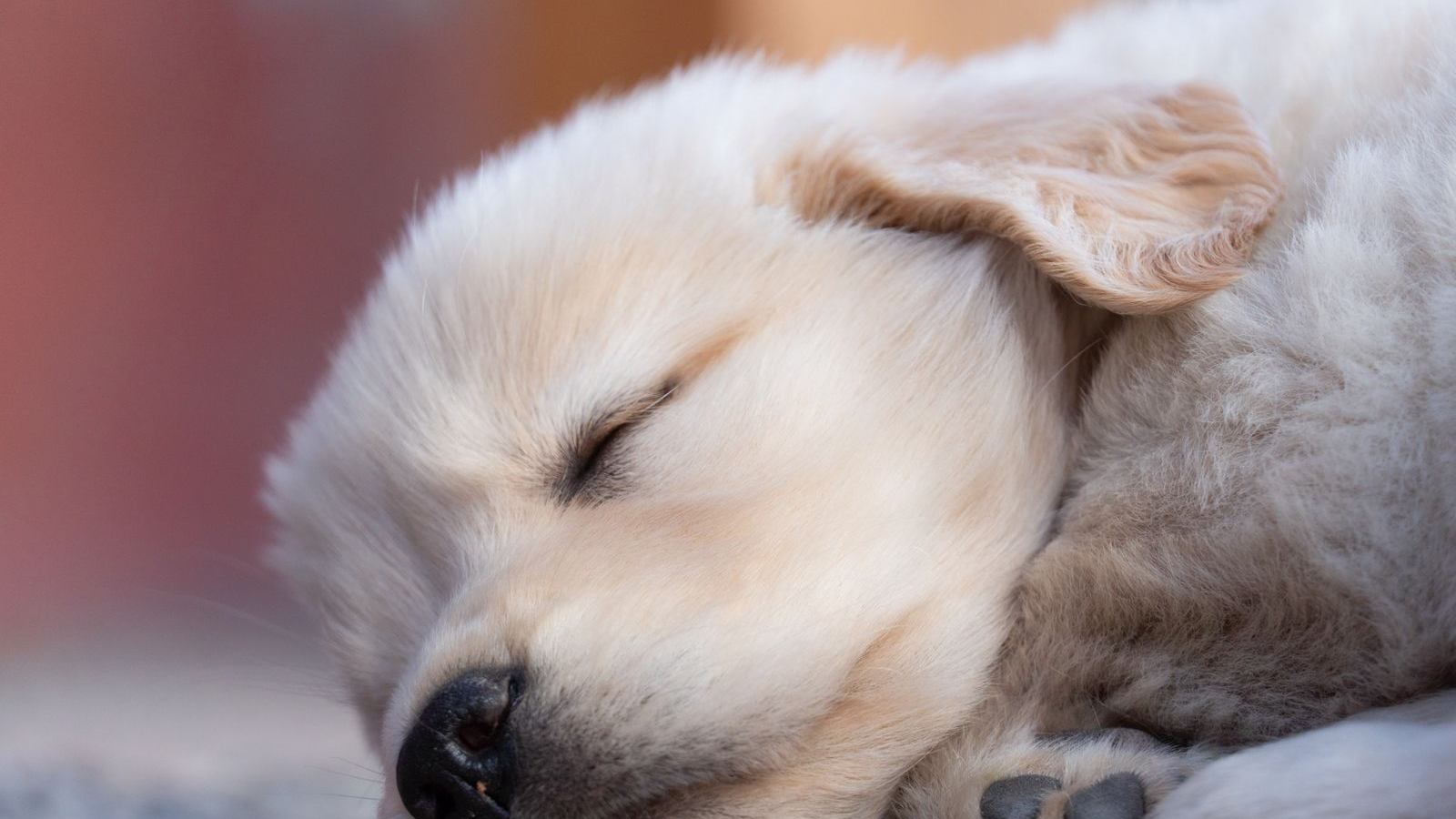 A golden retriever puppy asleep on the floor
