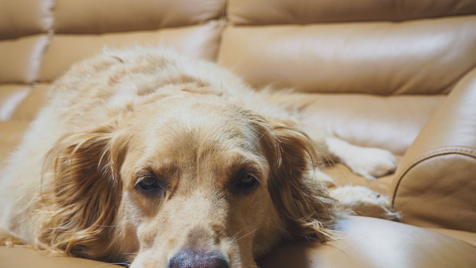 A golden retriever lies on the couch waiting for a walk