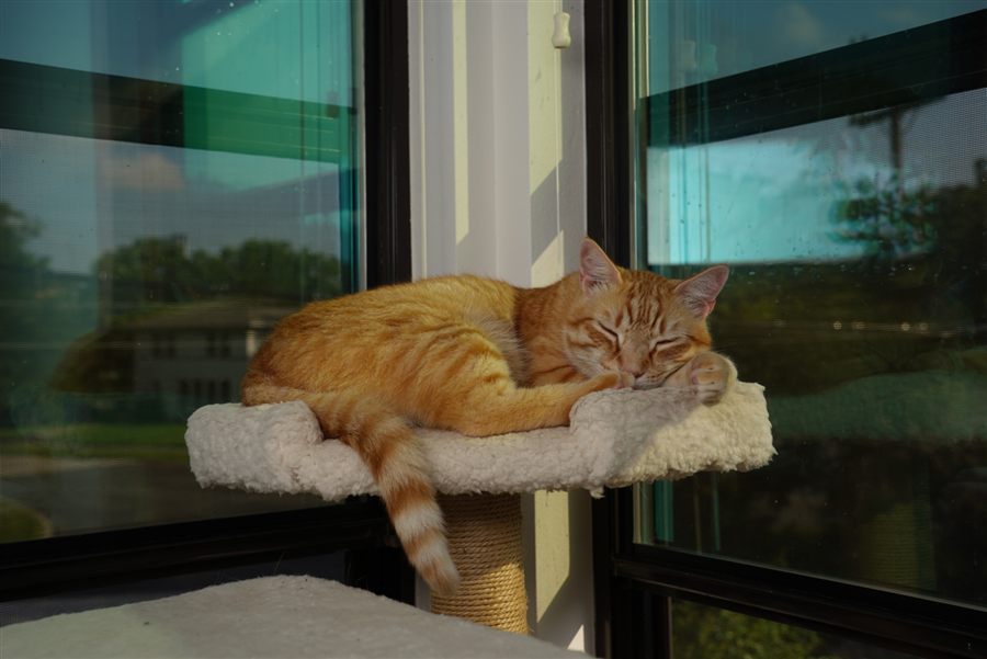 An orange tabby cat napping in the sun during a Shady Waggers cat care visit