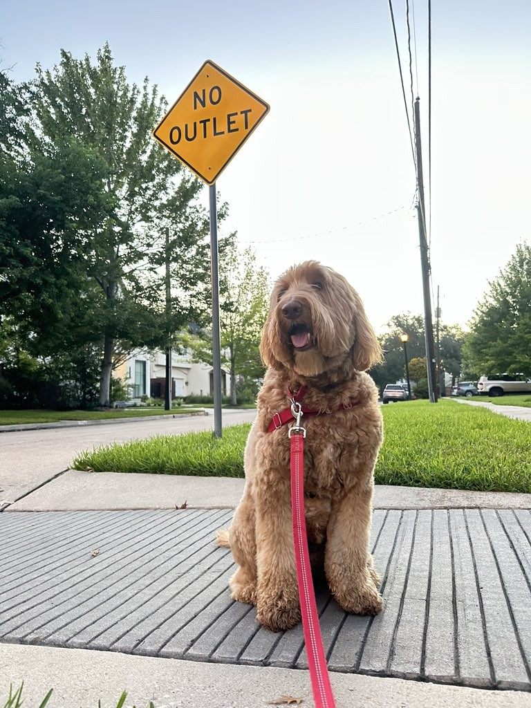 Ollie the goldendoodle resting after a long Shady Waggers adventure walk