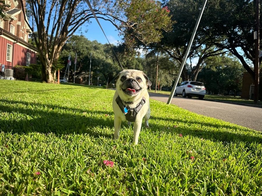 Frank the pug on a happy Shady Waggers walk in Houston