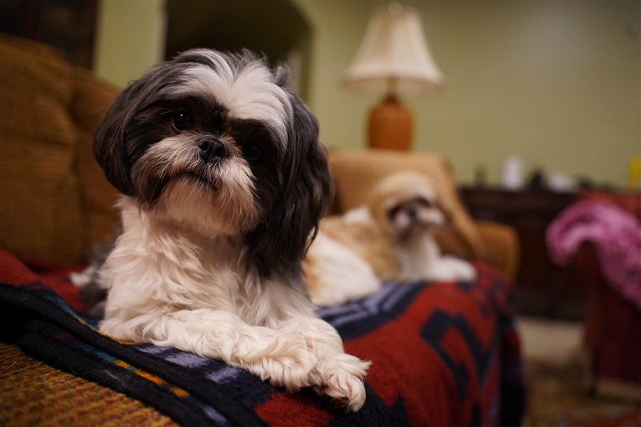Sophia and Alyssa relaxing at home during a Shady Waggers in home pet sitting visit